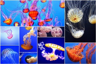 MEDUSASPOSTFARMANAOS